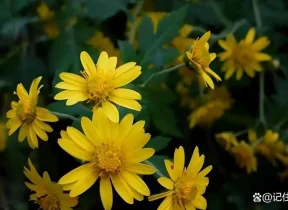 神农香菊简介